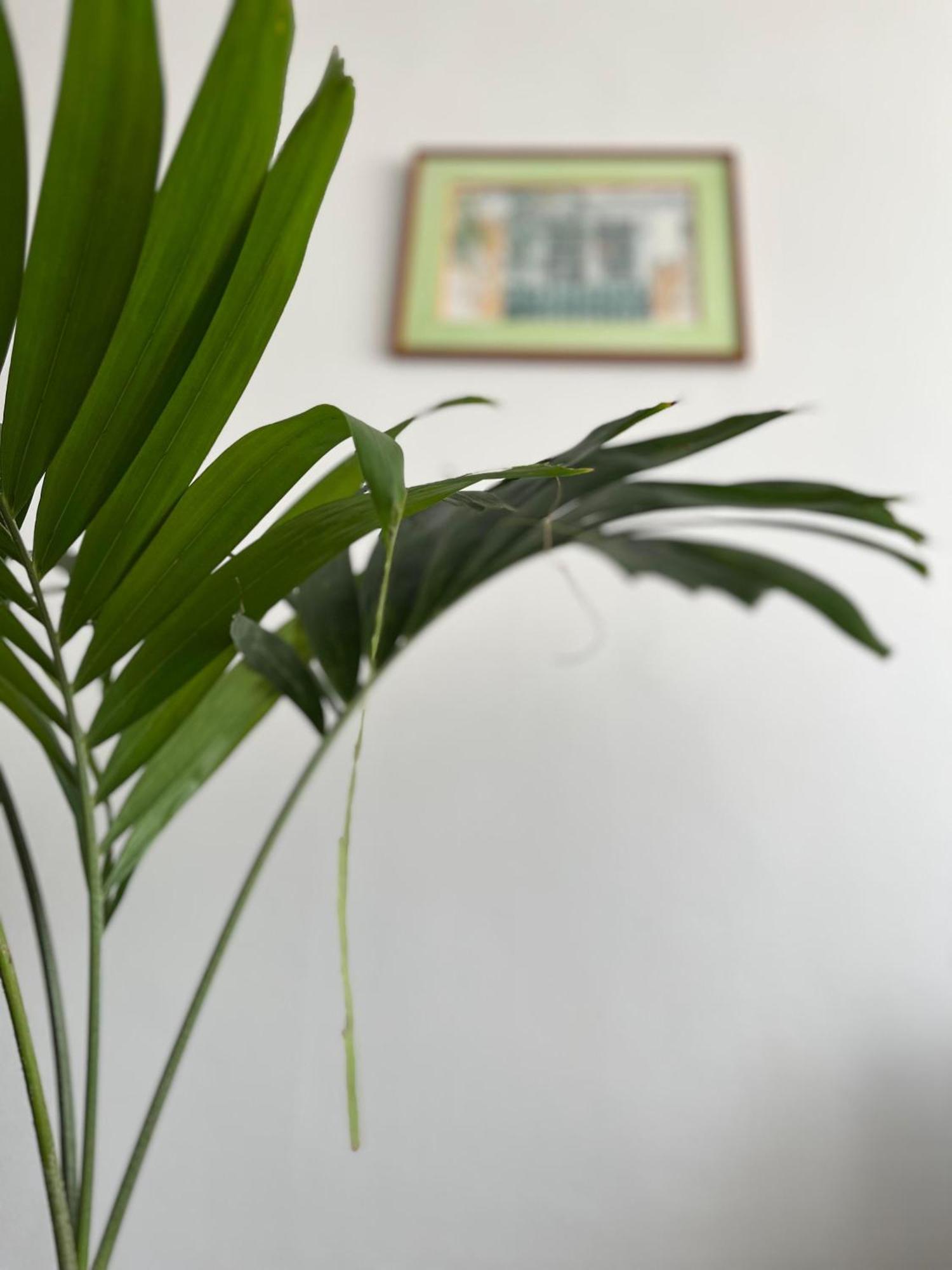 Jasmin - Appartement Face Plage Diamant Le Diamant Εξωτερικό φωτογραφία